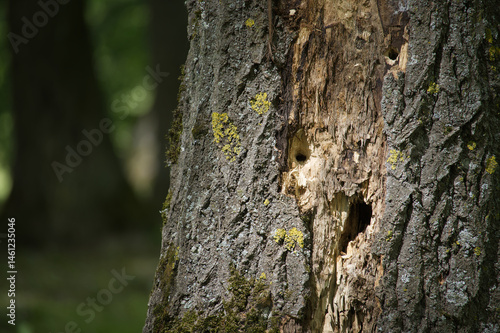 Woodpecker holes showing on damaged tree bark in forest