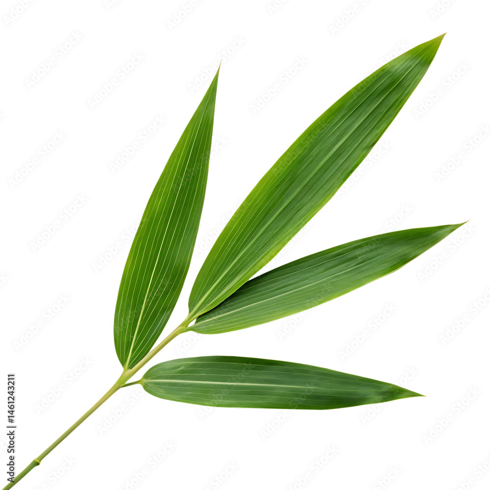 Bamboo leaf isolated on a transparent background Bamboo leaf isolated on a transparent background