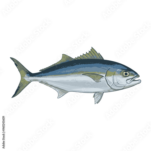 Yellowtail Kingfish Vector – Premium Ocean Game Fish Illustration