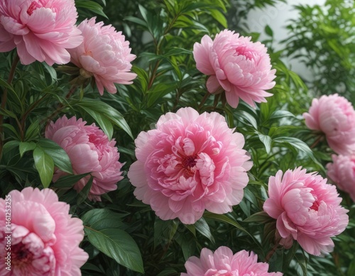 Wallpaper Mural Luscious pink peonies, lush green leaves  Close-up view ,  stem,  texture Torontodigital.ca