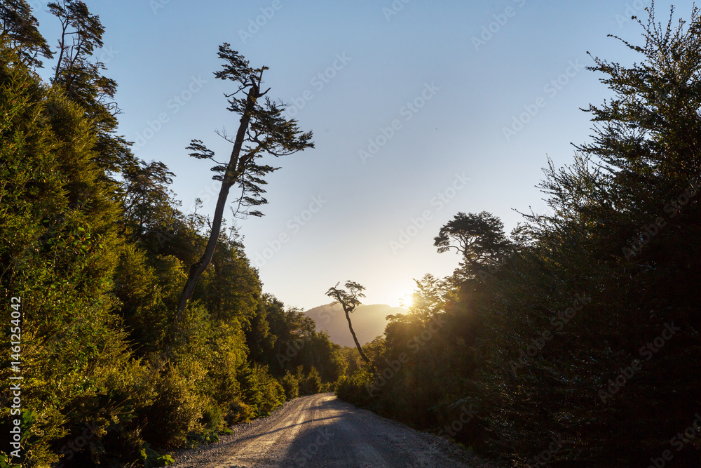 Forest in South Chile