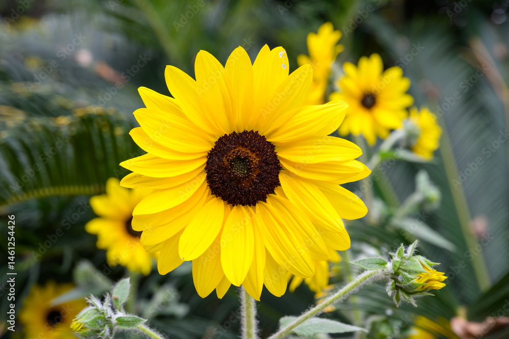 Fototapeta premium Close-up of a blooming sunflower