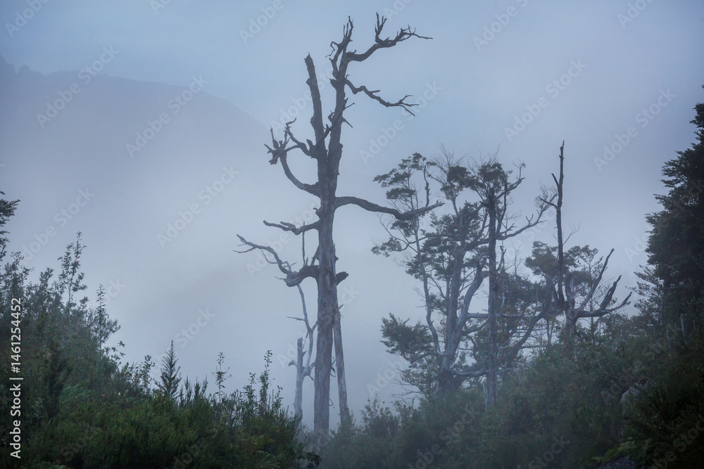 Forest in South Chile