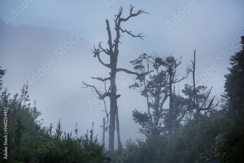 Obraz na płótnie Forest in South Chile w salonie