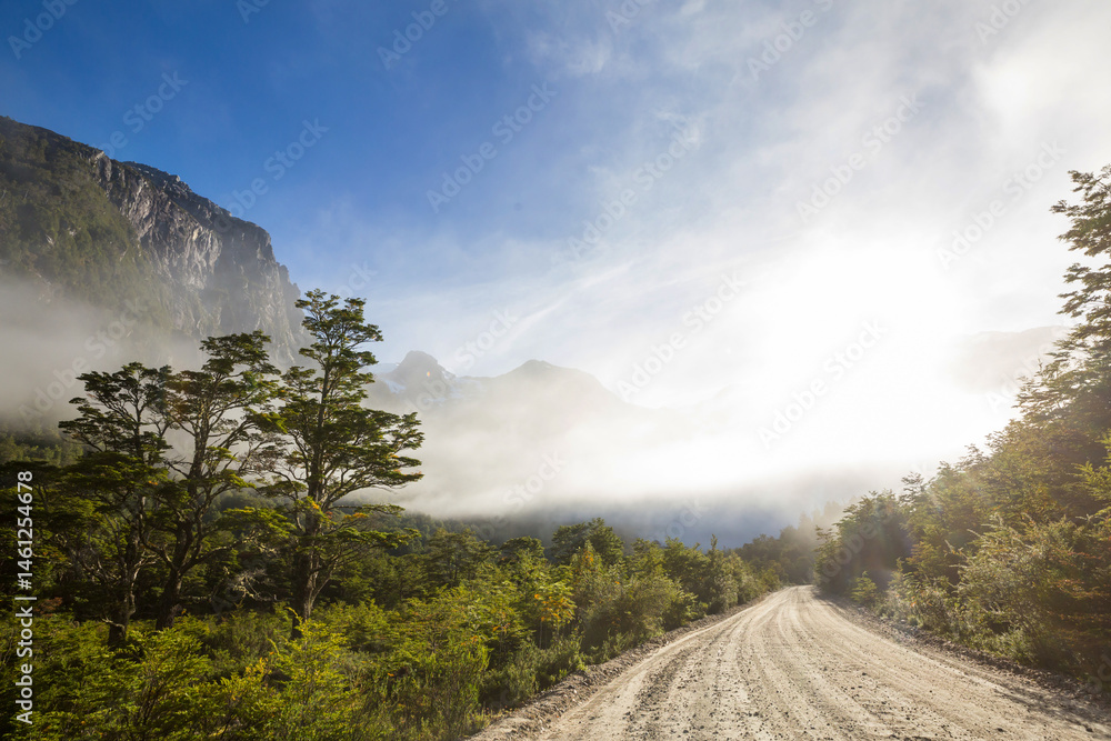 Forest in South Chile