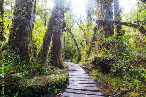 Forest in South Chile
