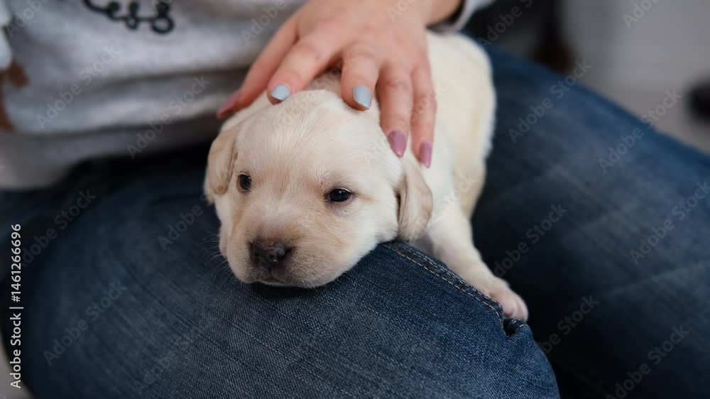 Woman Petting Cute Labrador Puppy Woman Petting Cute Labrador Puppy
