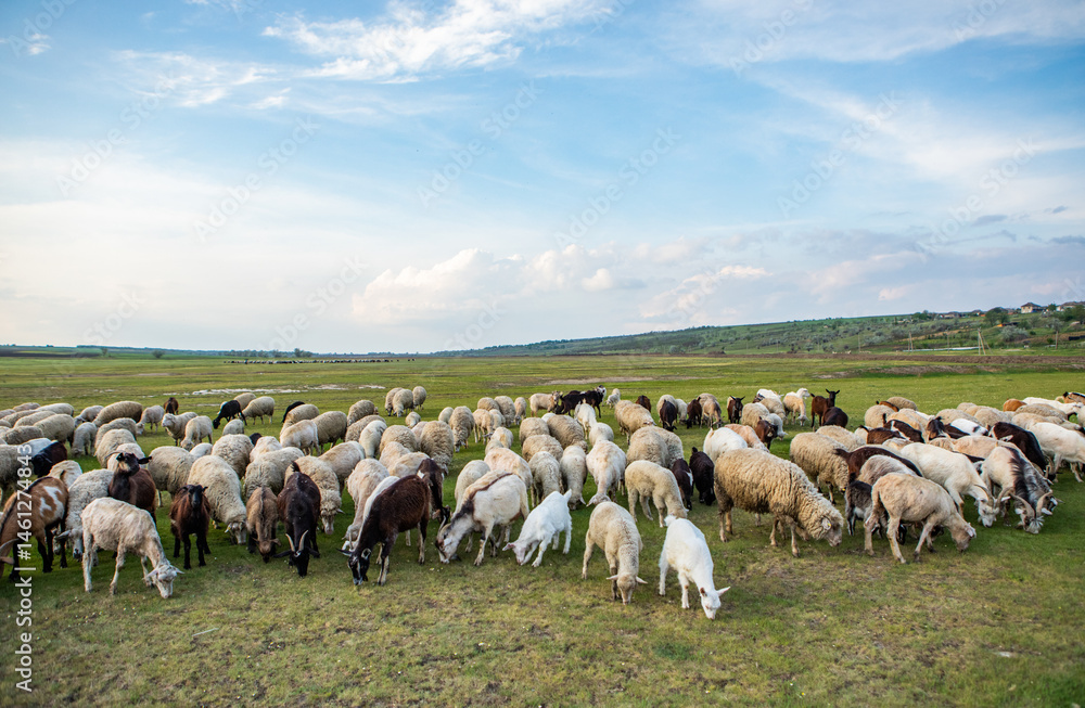 Herd of sheep grazing on a green meadow in the village in Republic of Moldova.