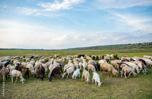 Obraz na płótnie Herd of sheep grazing on a green meadow in the village in Republic of Moldova. w salonie