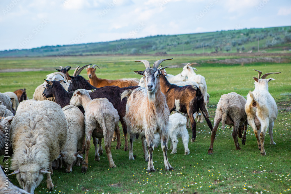 Herd of sheep grazing on a green meadow in the village in Republic of Moldova.