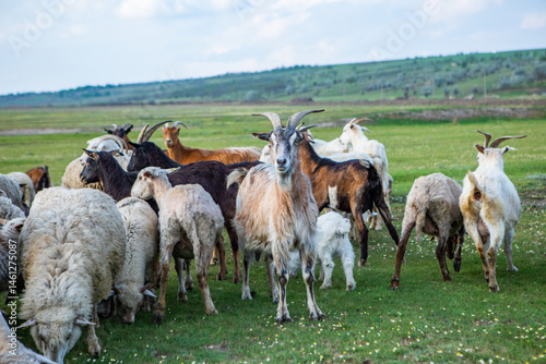 Obraz na płótnie Herd of sheep grazing on a green meadow in the village in Republic of Moldova. w salonie