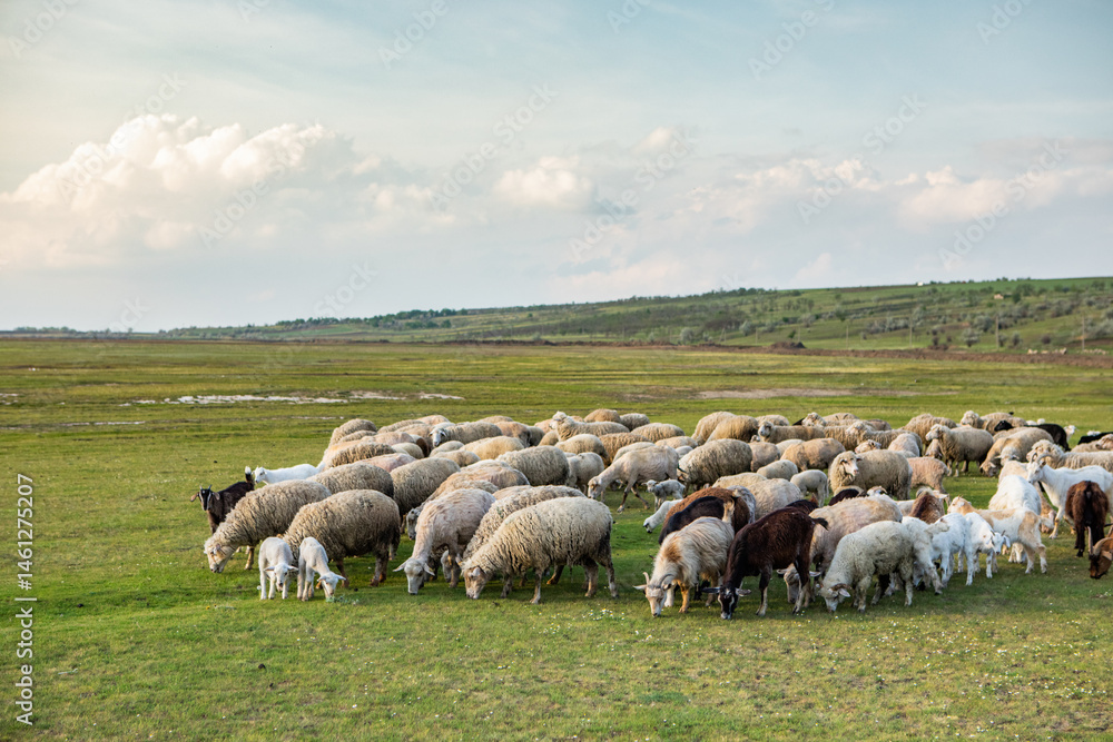 Herd of sheep grazing on a green meadow in the village in Republic of Moldova.