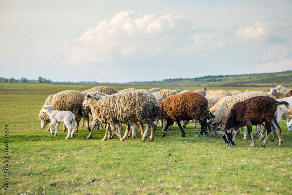 Herd of sheep grazing on a green meadow in the village in Republic of Moldova.