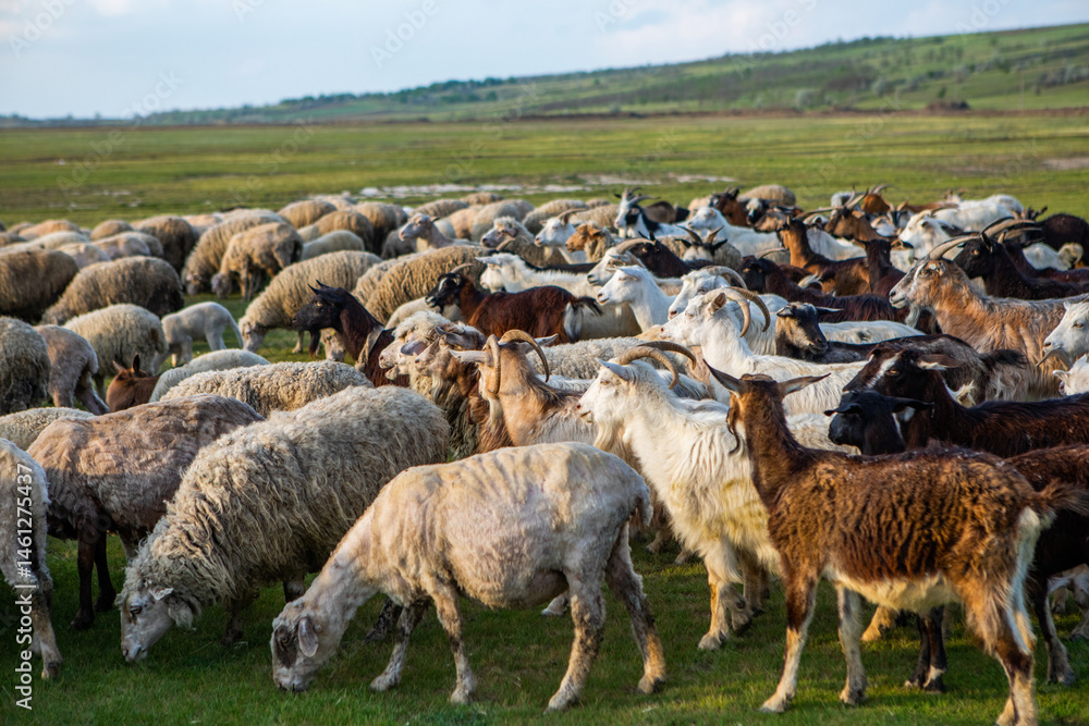 Herd of sheep grazing on a green meadow in the village in Republic of Moldova.