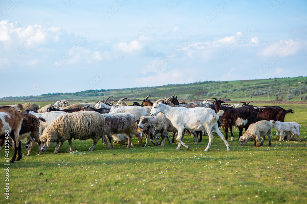 Herd of sheep grazing on a green meadow in the village in Republic of Moldova.