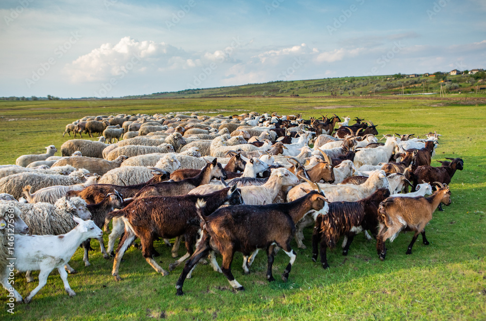 Herd of sheep grazing on a green meadow in the village in Republic of Moldova.
