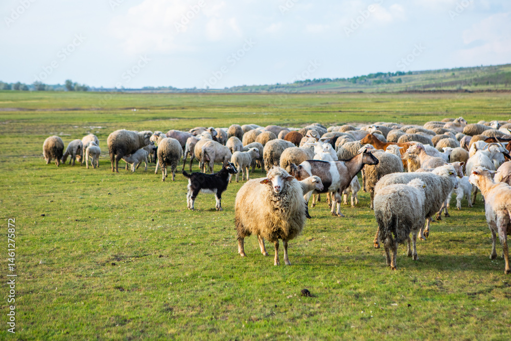 Herd of sheep grazing on a green meadow in the village in Republic of Moldova.