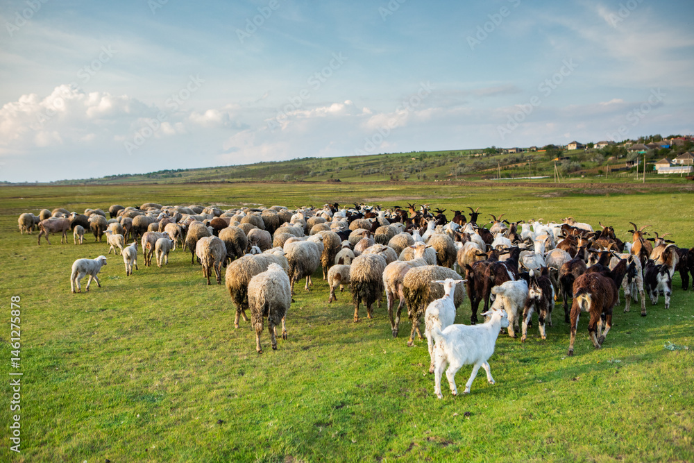 Herd of sheep grazing on a green meadow in the village in Republic of Moldova.