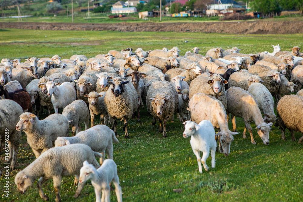 Herd of sheep grazing on a green meadow in the village in Republic of Moldova.
