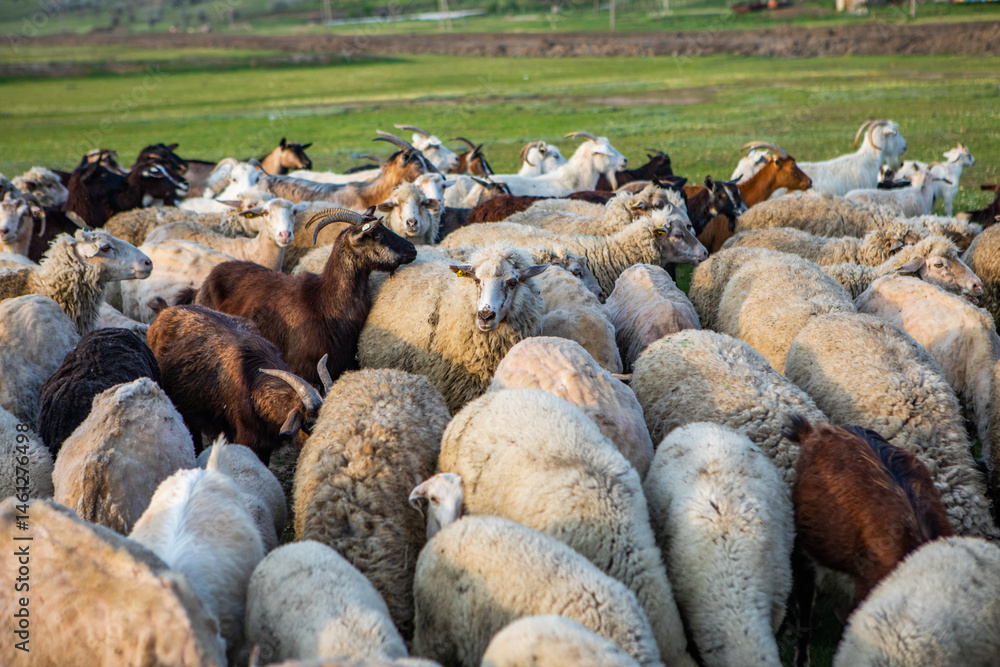 Herd of sheep grazing on a green meadow in the village in Republic of Moldova.