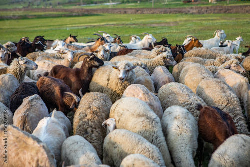 Obraz na płótnie Herd of sheep grazing on a green meadow in the village in Republic of Moldova. w salonie