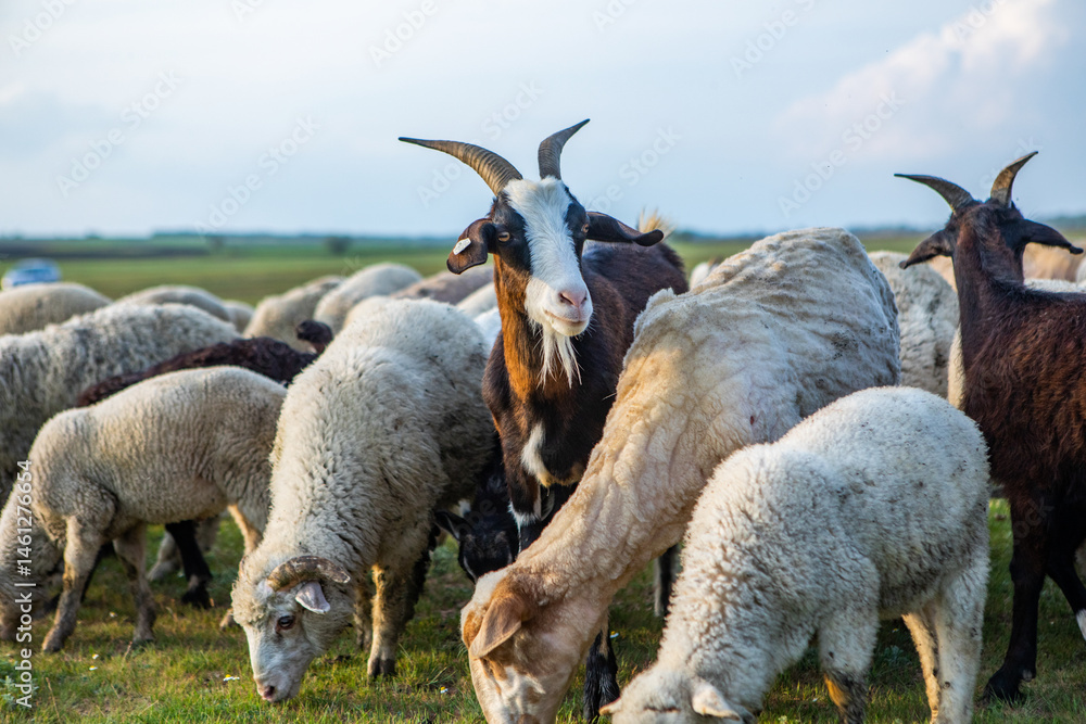 Herd of sheep grazing on a green meadow in the village in Republic of Moldova.