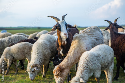 Herd of sheep grazing on a green meadow in the village in Republic of Moldova.