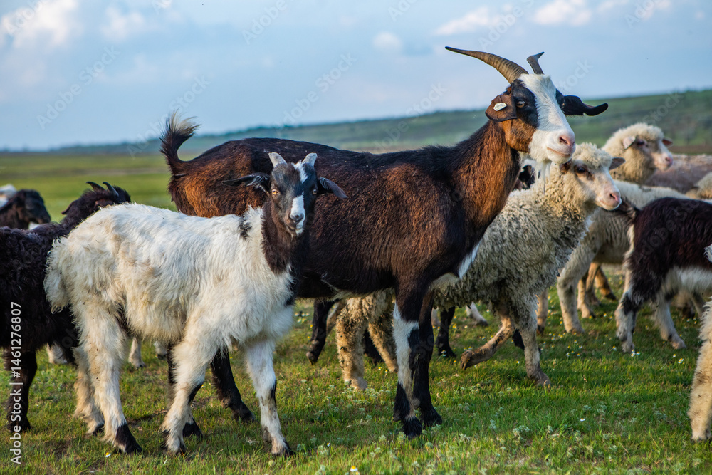 Herd of sheep grazing on a green meadow in the village in Republic of Moldova.