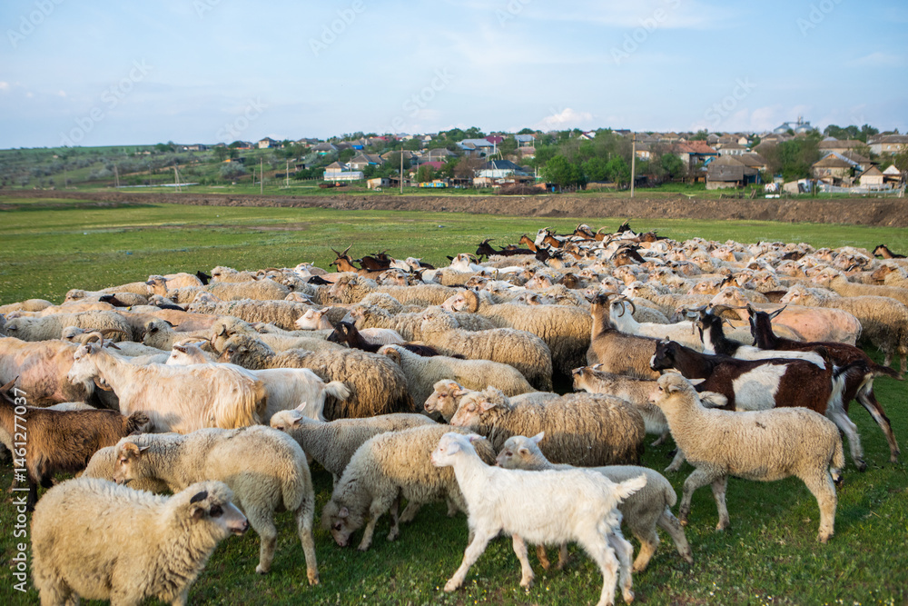 Herd of sheep grazing on a green meadow in the village in Republic of Moldova.