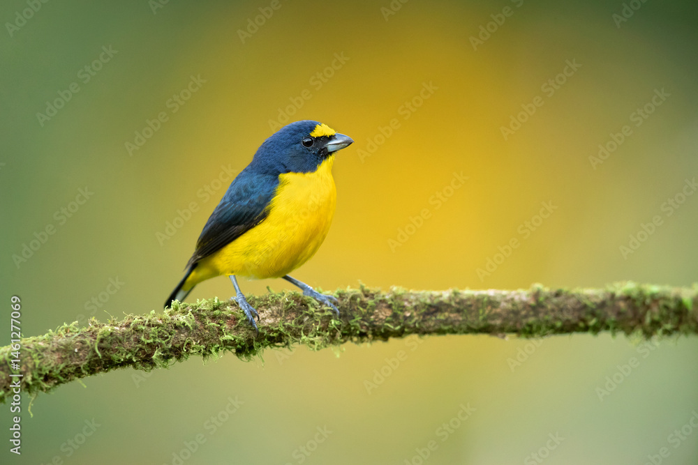 Fototapeta premium Yellow-throated euphonia (Euphonia hirundinacea) is a species of songbird in the family Fringillidae. It is found in southeastern Mexico and throughout Central America 