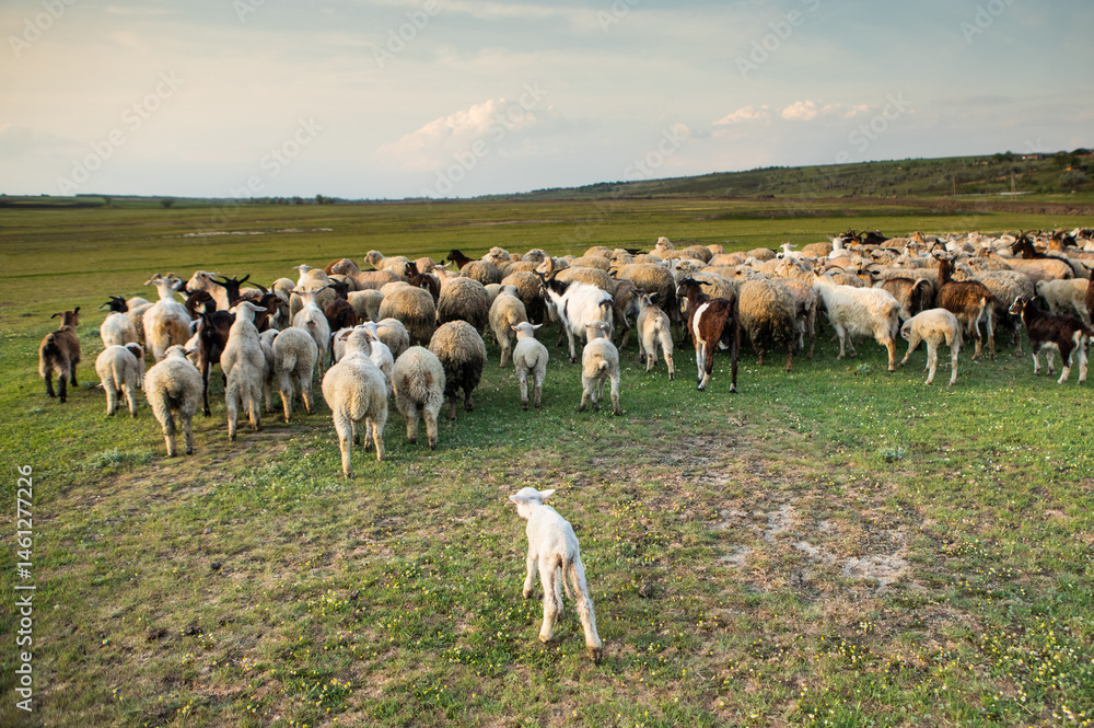 Herd of sheep grazing on a green meadow in the village in Republic of Moldova.