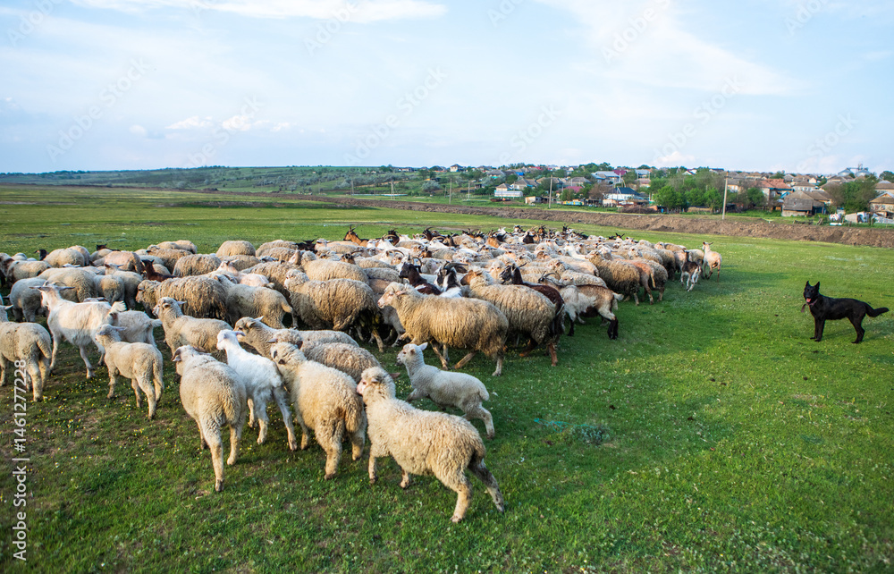 Herd of sheep grazing on a green meadow in the village in Republic of Moldova.