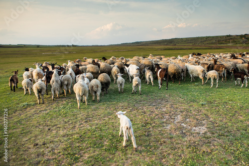 Obraz na płótnie Herd of sheep grazing on a green meadow in the village in Republic of Moldova. w salonie