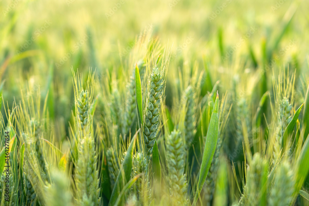 green ears of meadow wheat field. Ears of green wheat close up.