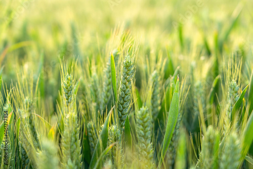 green ears of meadow wheat field. Ears of green wheat close up.