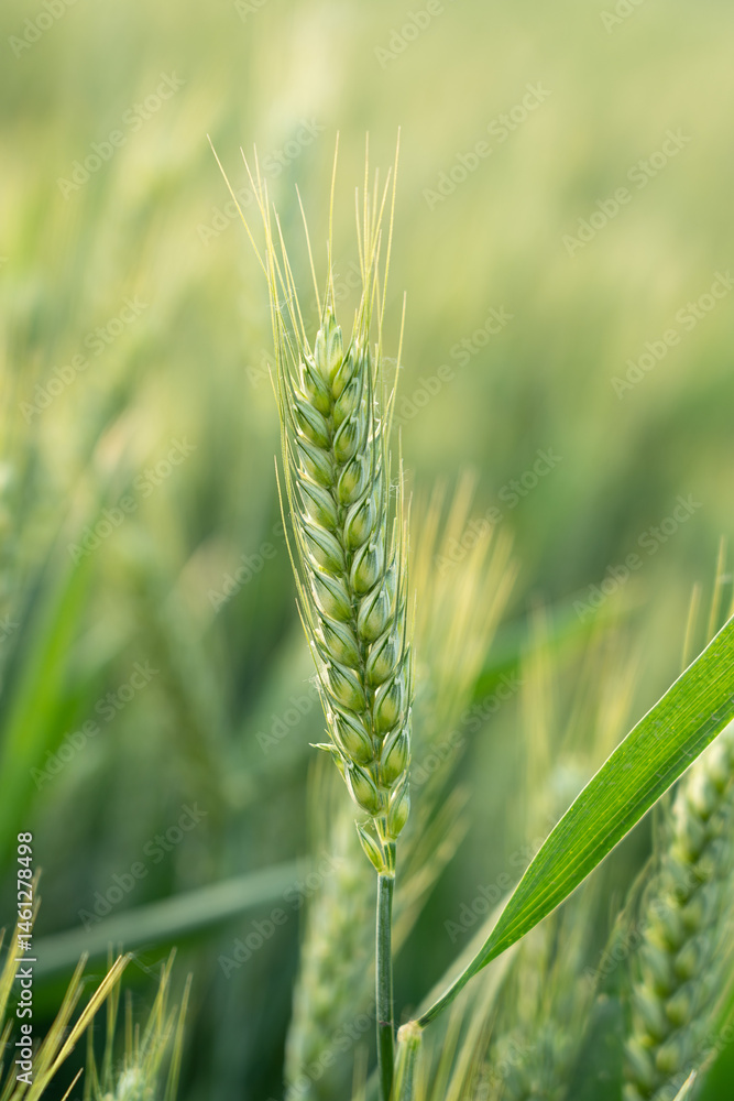 green ears of meadow wheat field. Ears of green wheat close up.
