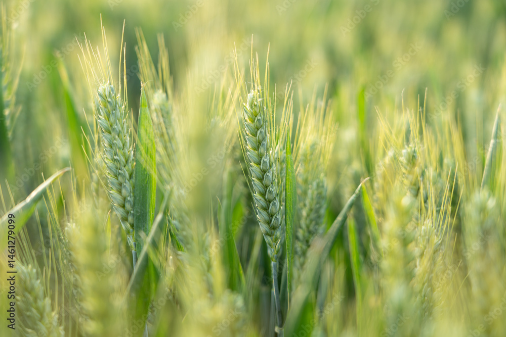 green ears of meadow wheat field. Ears of green wheat close up.