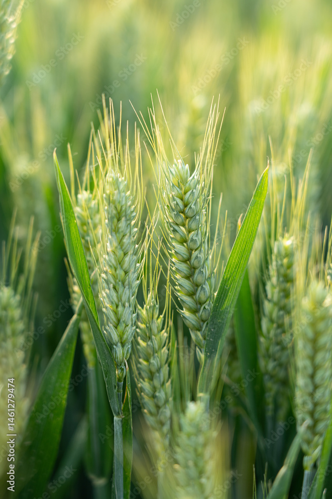 green ears of meadow wheat field. Ears of green wheat close up.
