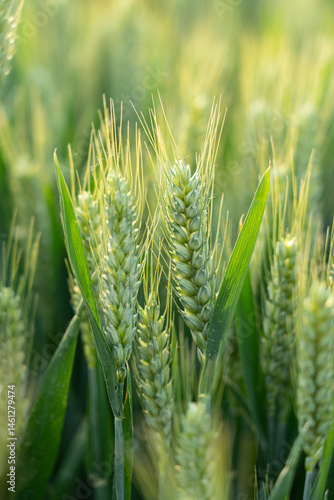Obraz na płótnie green ears of meadow wheat field. Ears of green wheat close up. w salonie