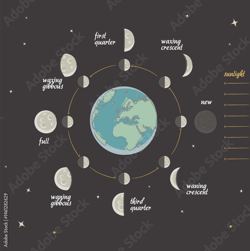 Vector illustration of the Moon phases in a retro educational style. Perfect for astronomy lessons, science books, classroom posters, or vintage-inspired educational materials.