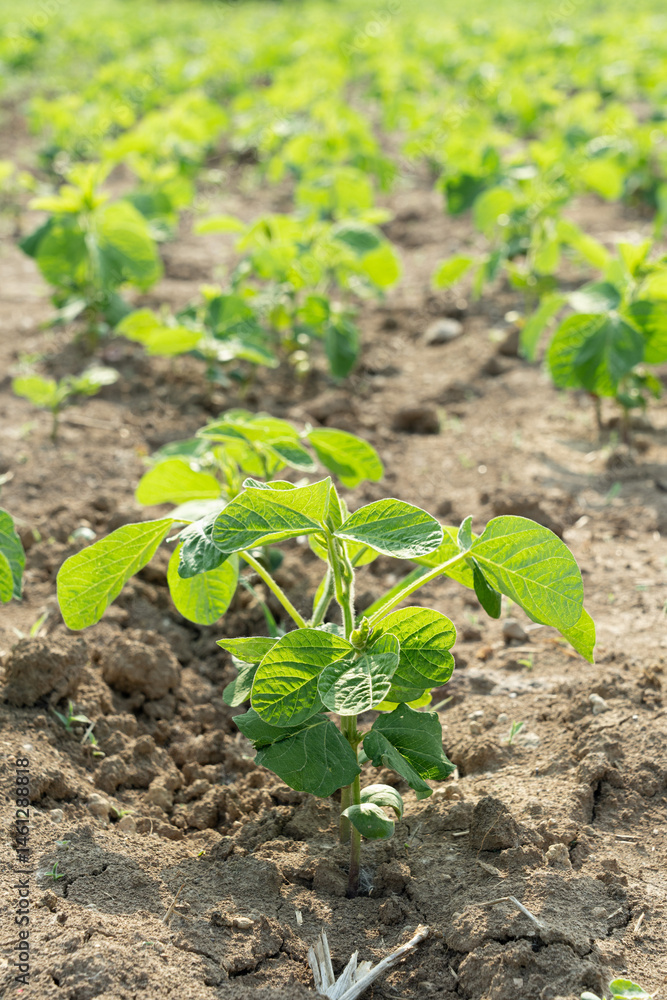 soybean sprouts growing in an agricultural field.