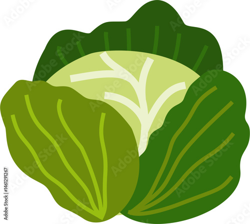 Cabbage, Fresh Vegetable Flat Illustration