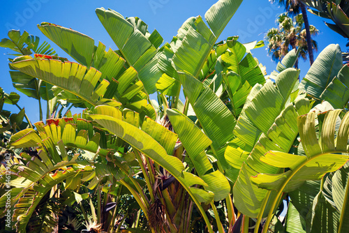 Banana plantation on a sunny day. Natural tropical landscape