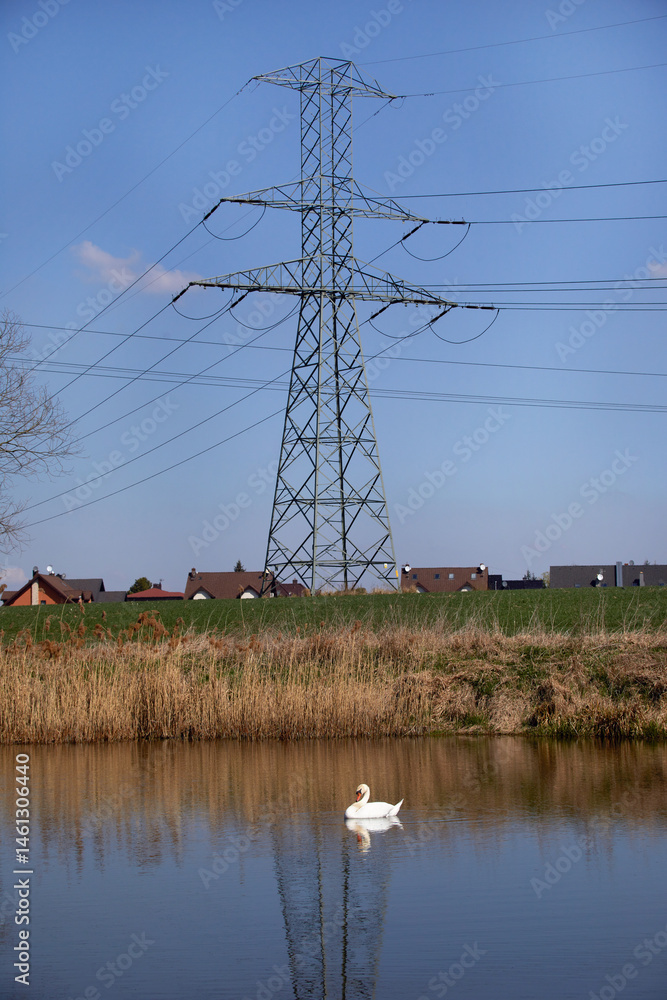 Łabędź niemy (Cygnus olor) na jeziorze na tle słupów energetycznych