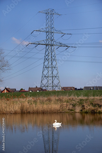 Obraz na płótnie Łabędź niemy (Cygnus olor) na jeziorze na tle słupów energetycznych w salonie