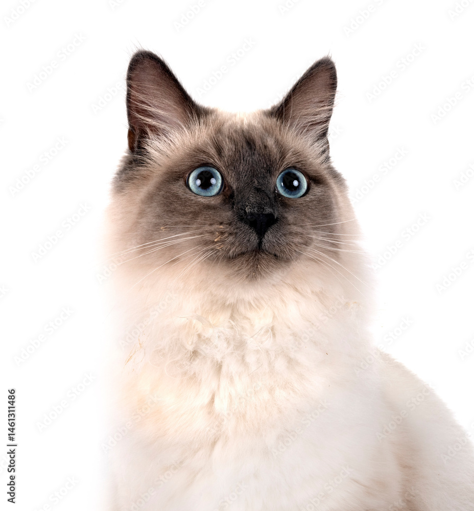 siberian cat in studio