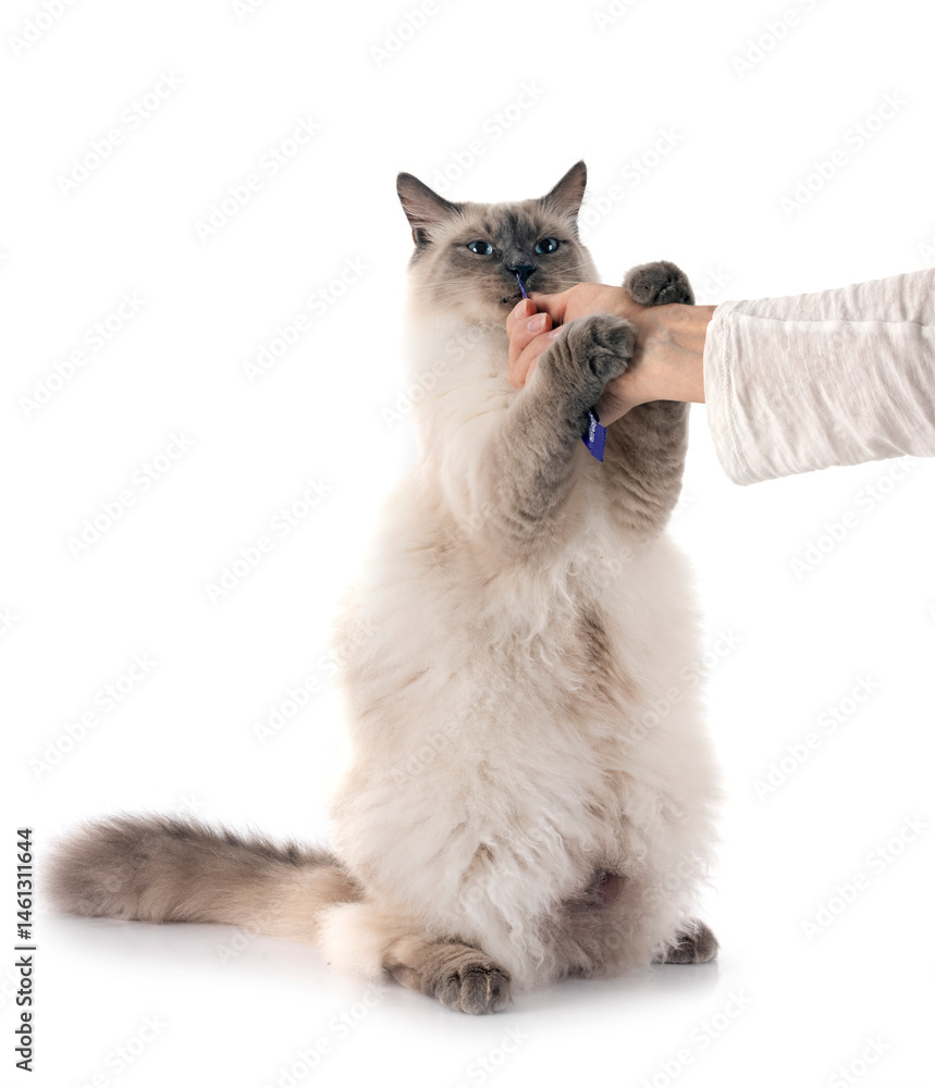 siberian cat in studio