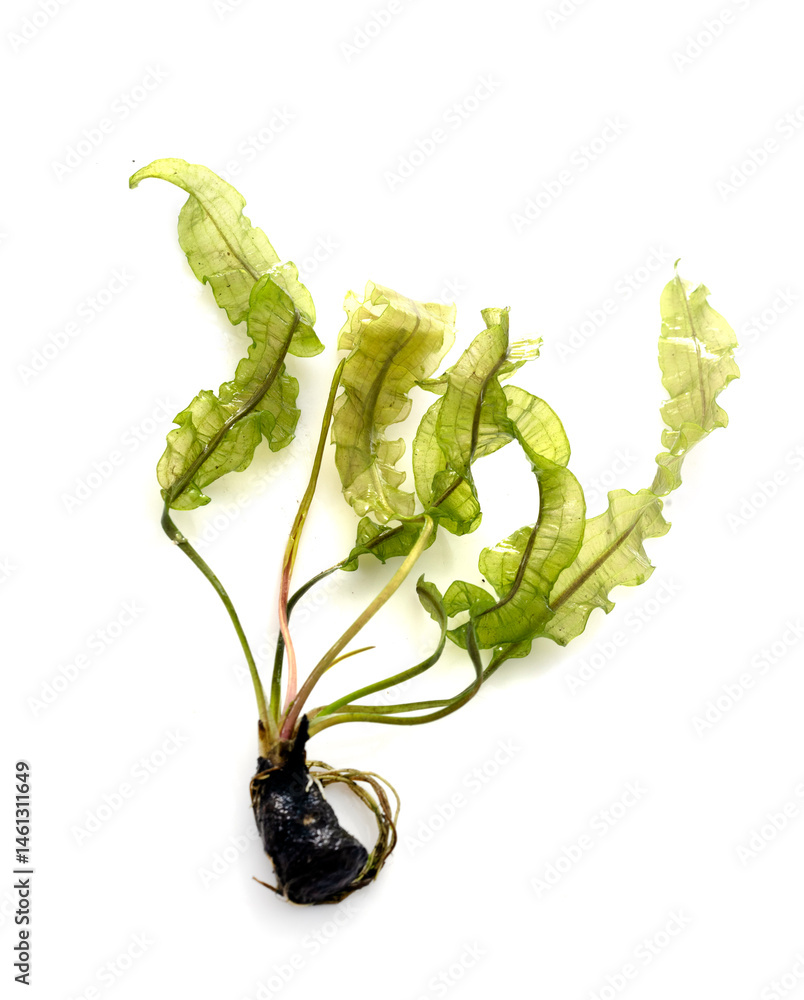Aponogeton ulvaceus in studio