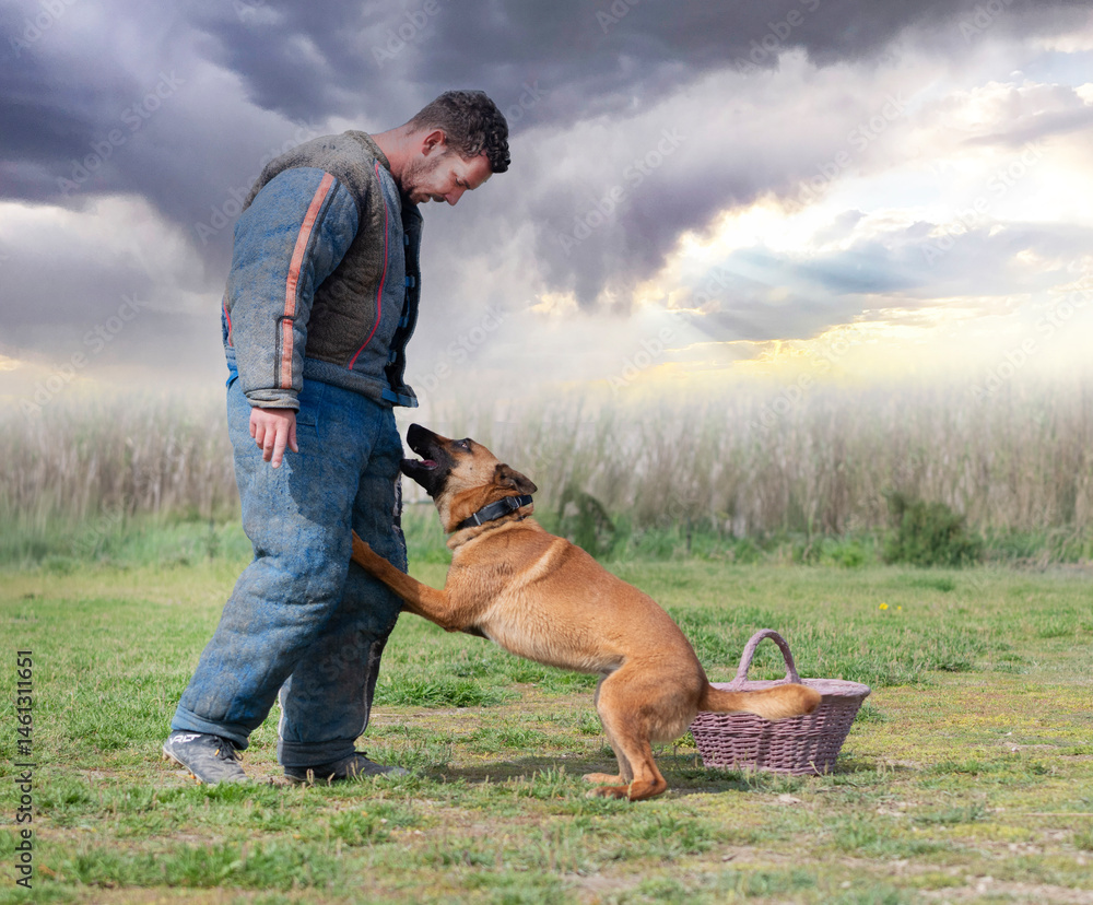 training of belgian shepherd