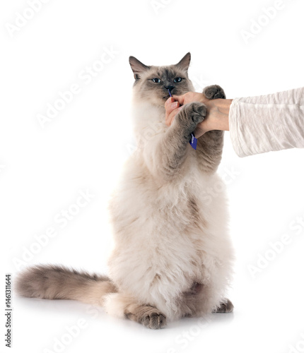 siberian cat in studio